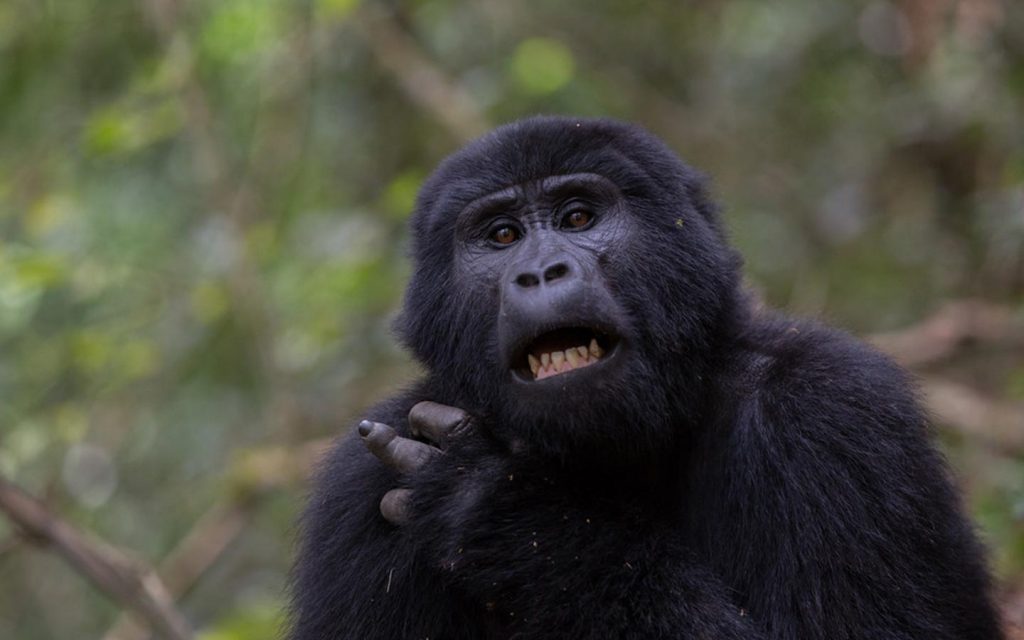 gorillas in nkuringo