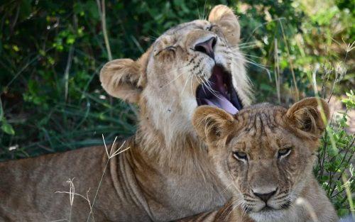 lioness-and-cub