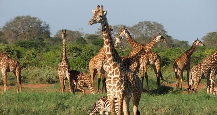 safaris in uganda, gorilla trekking tours, mountain gorilla tours, gorilla trek uganda, rwanda gorilla tour, gorilla tracking uganda, safaris africa, gorilla camp, buhoma, murchison national park