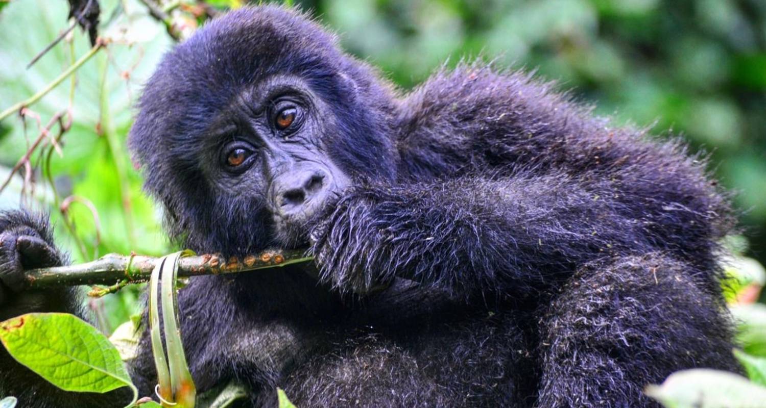 safaris in uganda, gorilla trekking tours, mountain gorilla tours, gorilla trek uganda, rwanda gorilla tour, gorilla tracking uganda, safaris africa, gorilla camp, buhoma, murchison national park