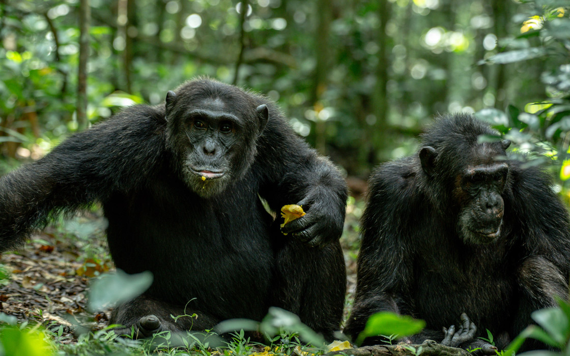 kibale forest national park chimpanzees