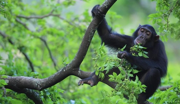 Kibale Forest National Park