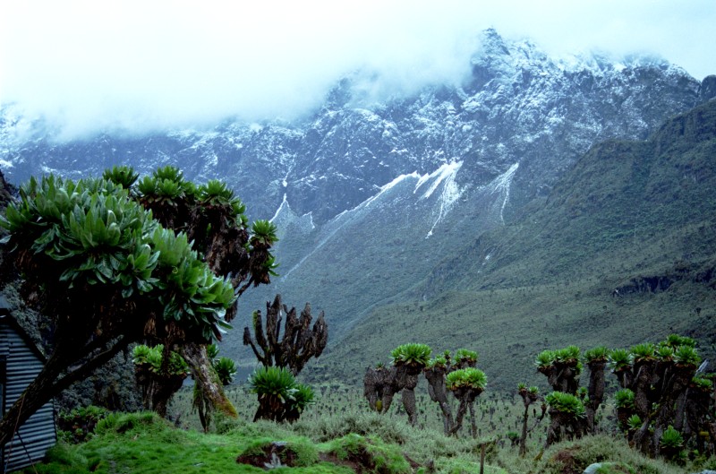 hiking mountain rwenzori