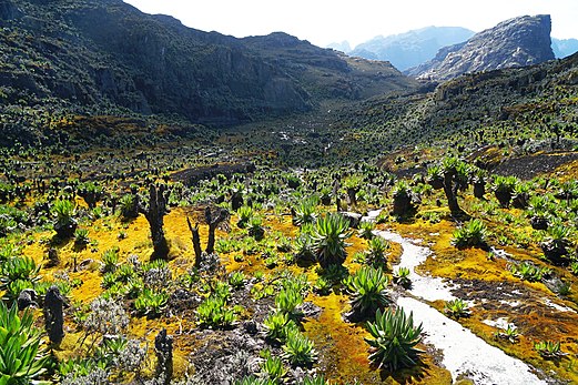 hiking mountain rwenzori