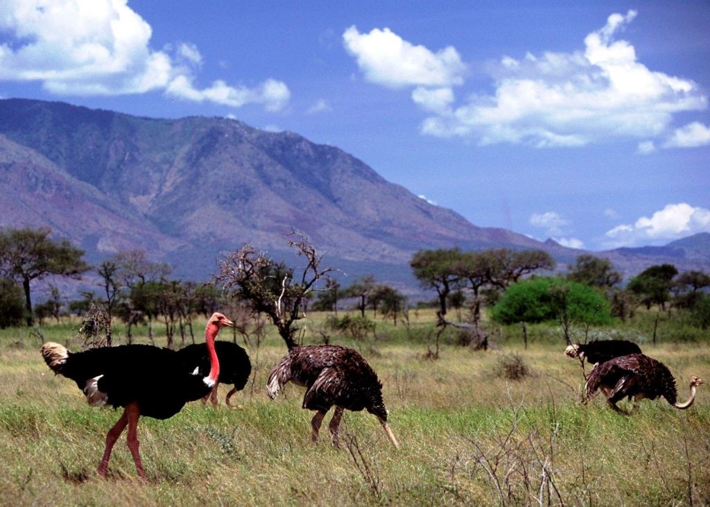 birds in uganda - birds in kidepo