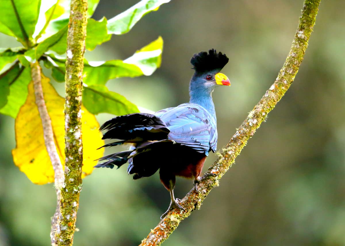 Piping Hornbill Semuliki National Park Uganda.