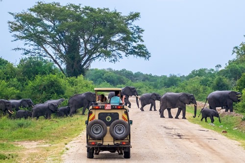 Elephants in Queen Elizabeth National park