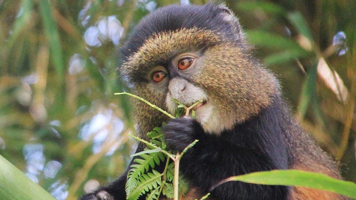 Golden Monkeys in Mgahinga National Park