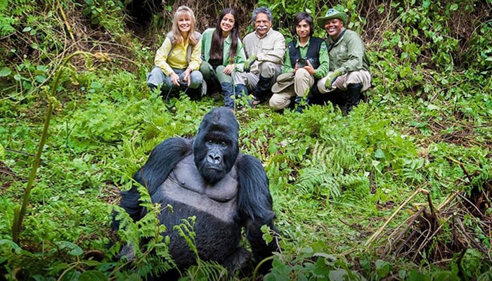 gorillas in Mgahinga Gorilla national park