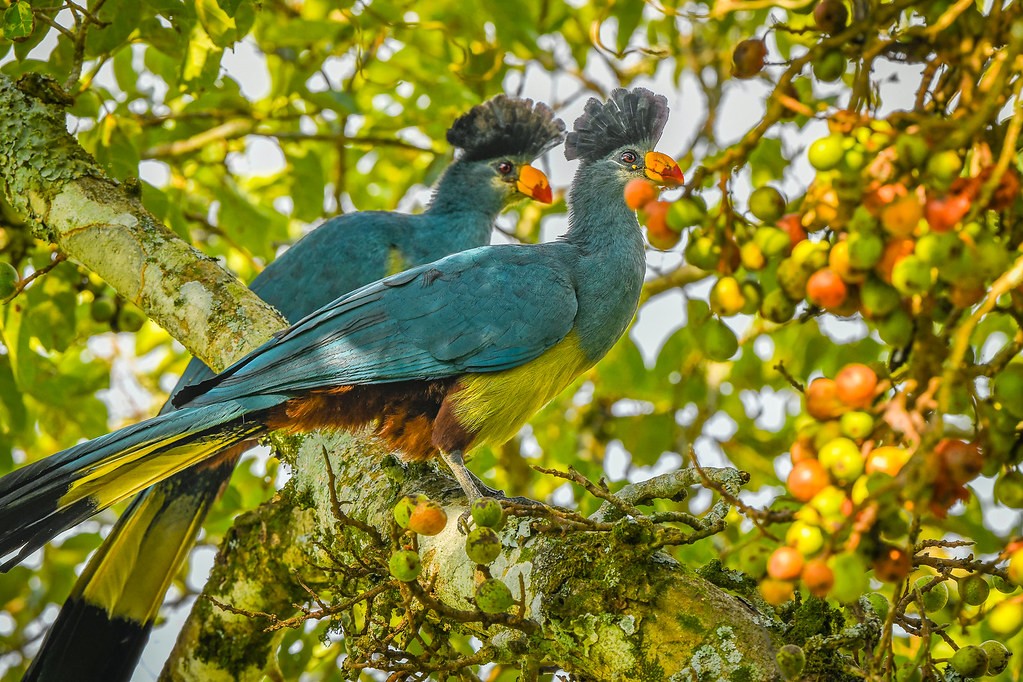 birds of uganda - biding in lake mburo national park-Bird Watching