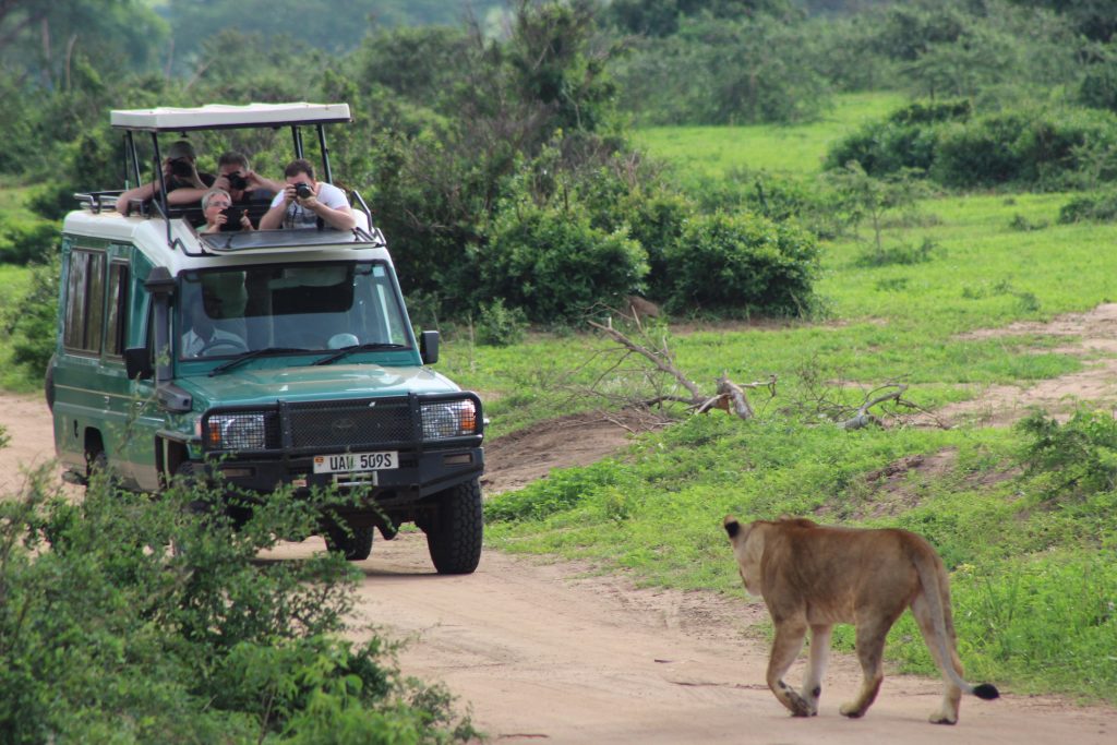 lion in Kidepo valley National park