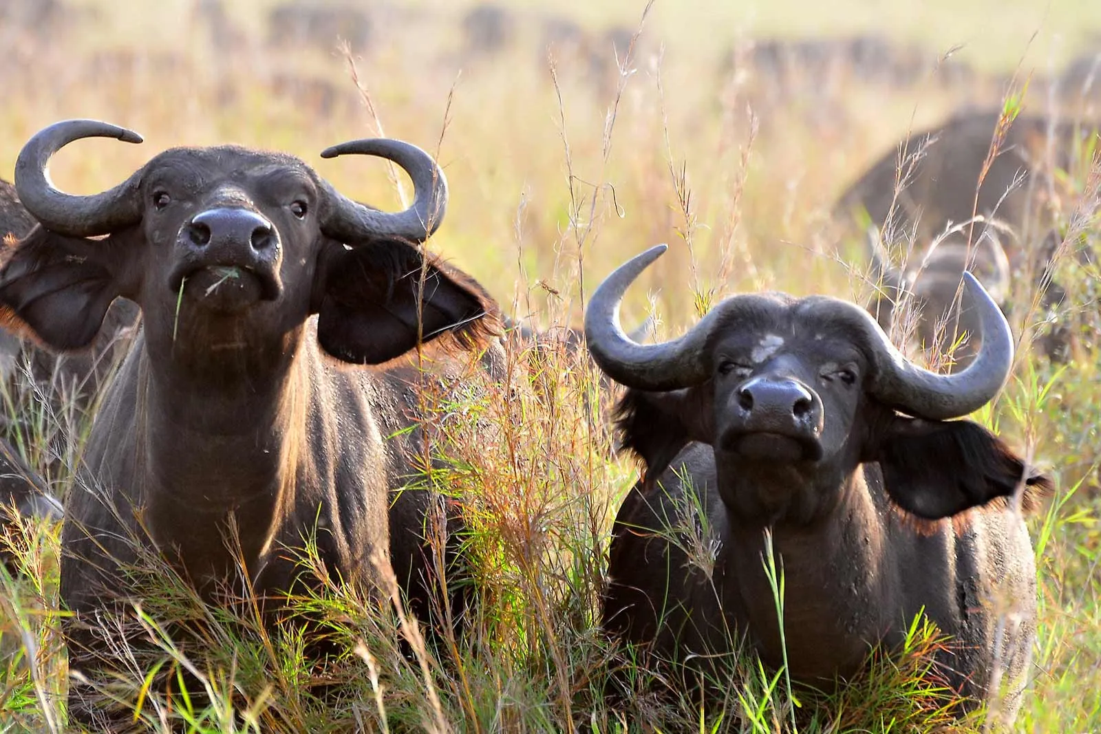 buffalos kidepo valley national park