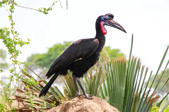 hornbill in kidepo valley national park